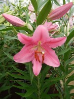 [4220 Aya Sophia No102.JPG]